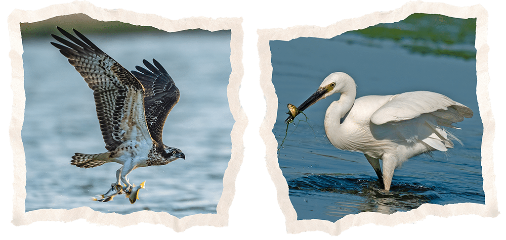 Wildlife seen during Central Florida airboat tours